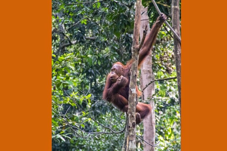Semmengoh Orangutans